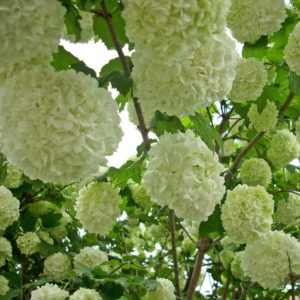 Viorne boule de neige - Viburnum