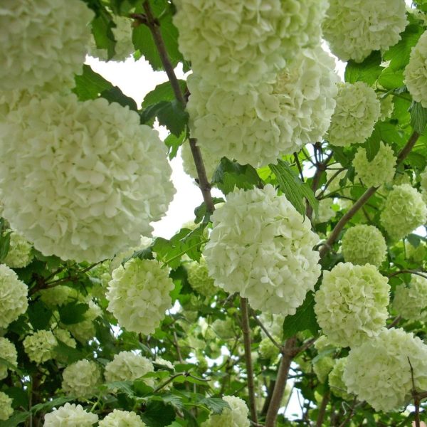 Viorne boule de neige - Viburnum