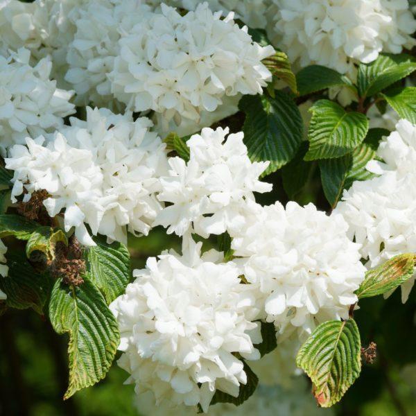 Viorne du Chine 'Grandiflorum' - Viburnum