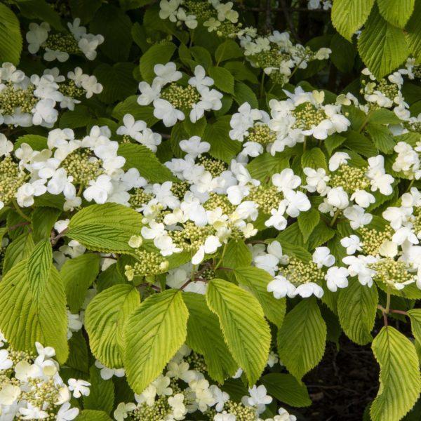 Viorne de Chine 'Mariesii' - Viburnum- Bio Le Bourgeon