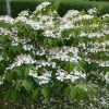 Viorne de Chine 'Mariesii' - Viburnum- Bio Le Bourgeon – Image 2