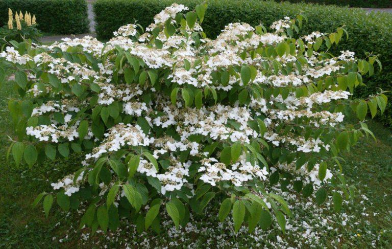 Viorne de Chine 'Mariesii' - Viburnum- Bio Le Bourgeon – Image 2