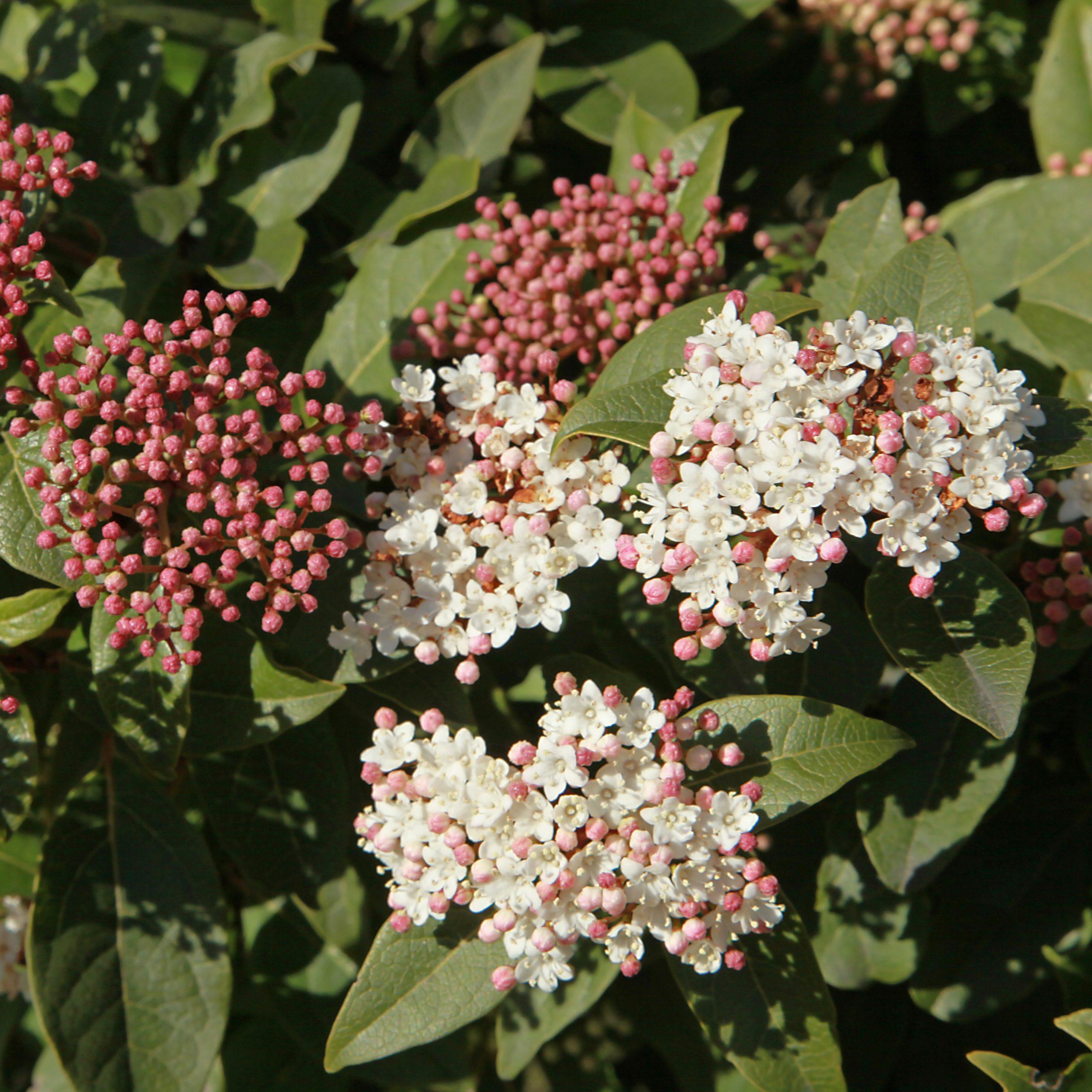 Viorne tin - Viburnum
