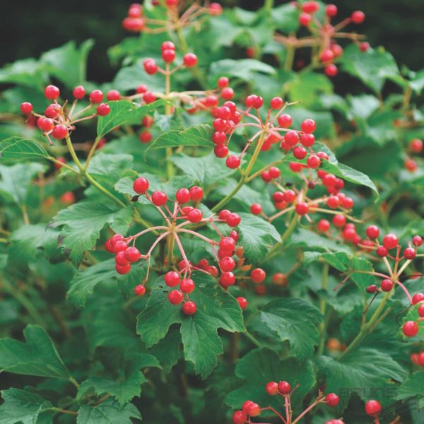 Viorne obier nain - Viburnum- Bio Le Bourgeon – Image 2