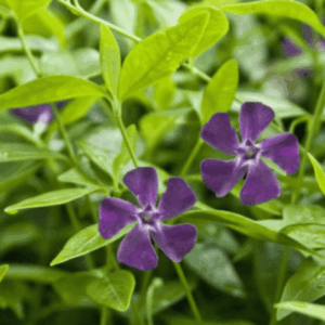 Petite pervenche violet/rouge - Vinca