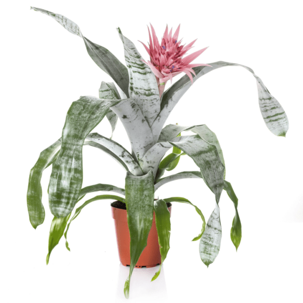 Aechmea Primera