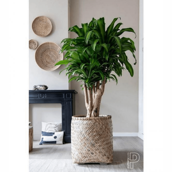 Cache-pot Zayn Bamboo – Image 2
