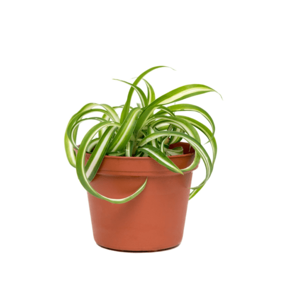 Chlorophytum panaché et son pot à suspendre – Image 11