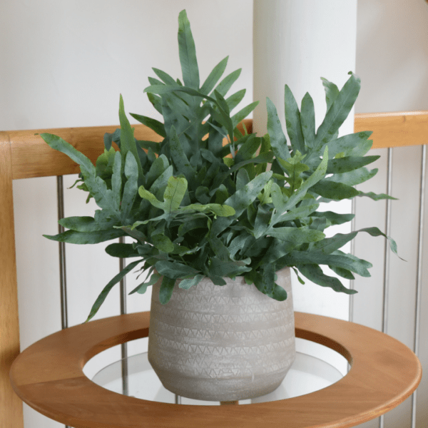 Polypode 'Blue Star' - Phlebodium – Image 2