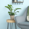 Zamioculcas – Image 2