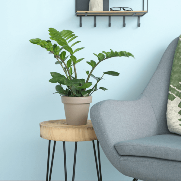 Zamioculcas – Image 2