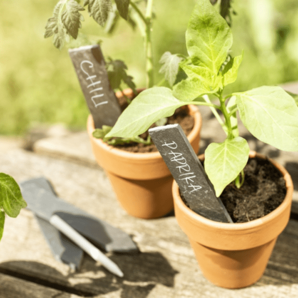 Etiquettes à planter en ardoise avec craie – Image 2