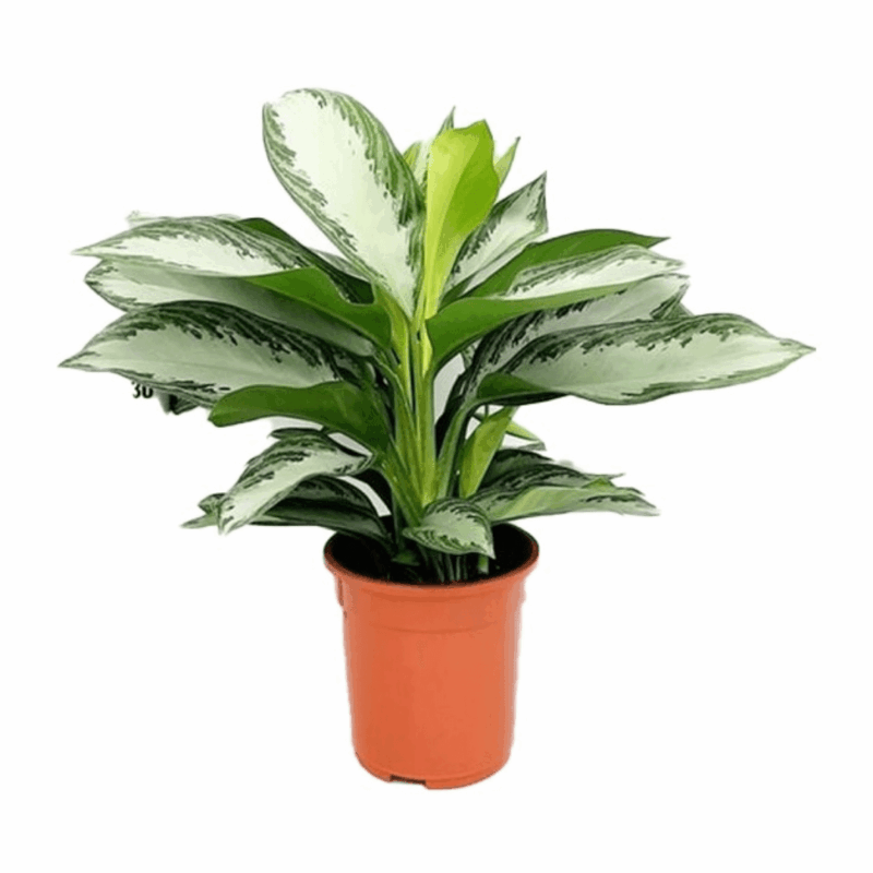 Aglaonéma Silver Bay