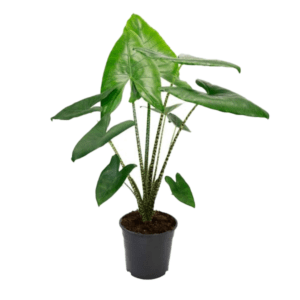 Alocasia zebrina