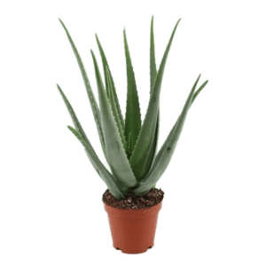 Aloès vera