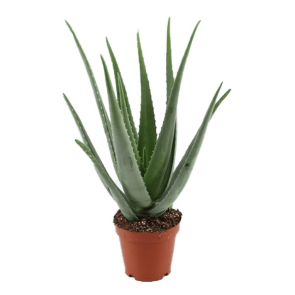 Aloès vera