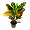 Croton Petra
