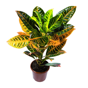 Croton Petra