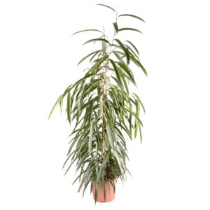 Ficus Amstel King