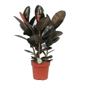 Ficus elastica Abidjan