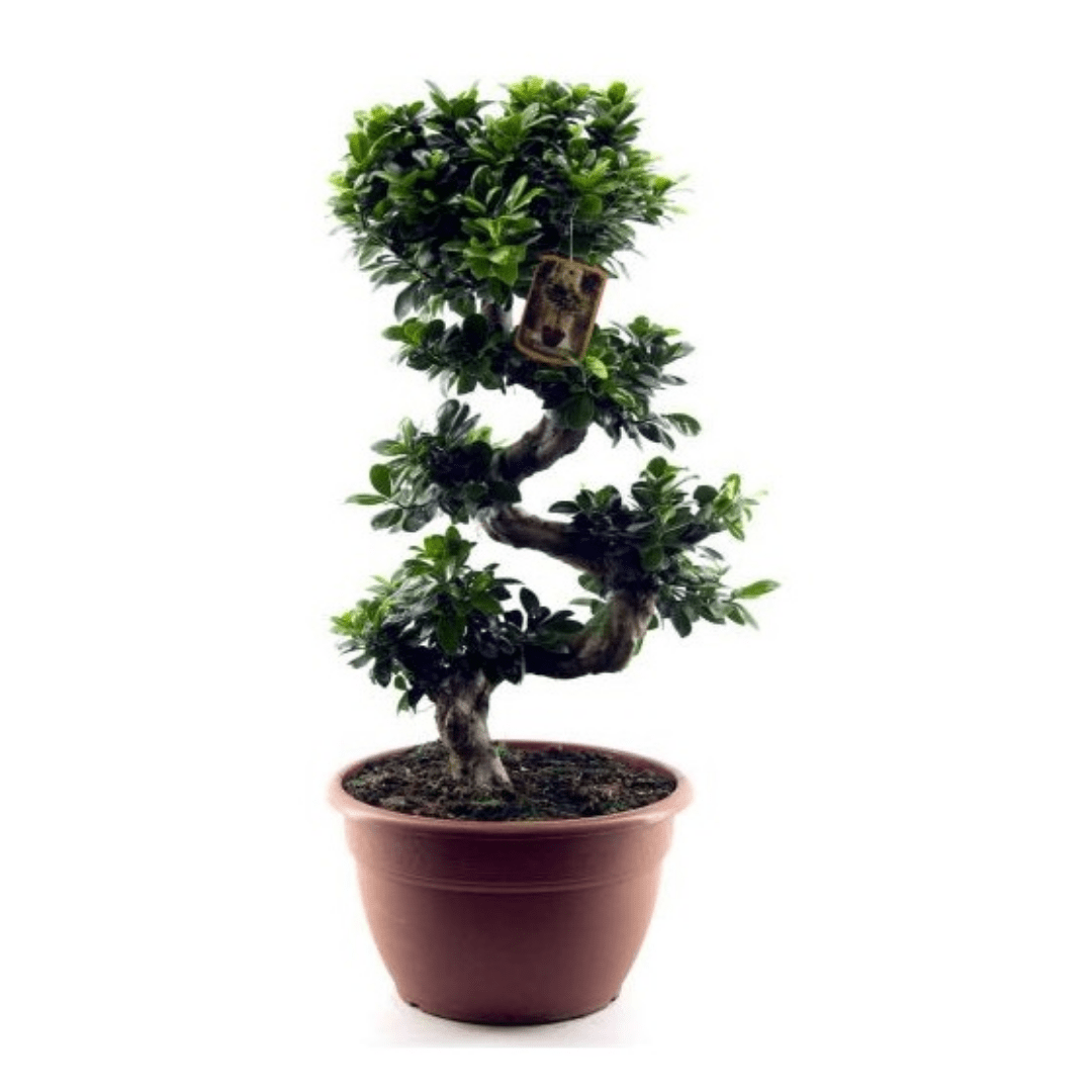 Bonsaï Naturel Ficus Microcarpa Ginseng Plante Ornementale En Pot