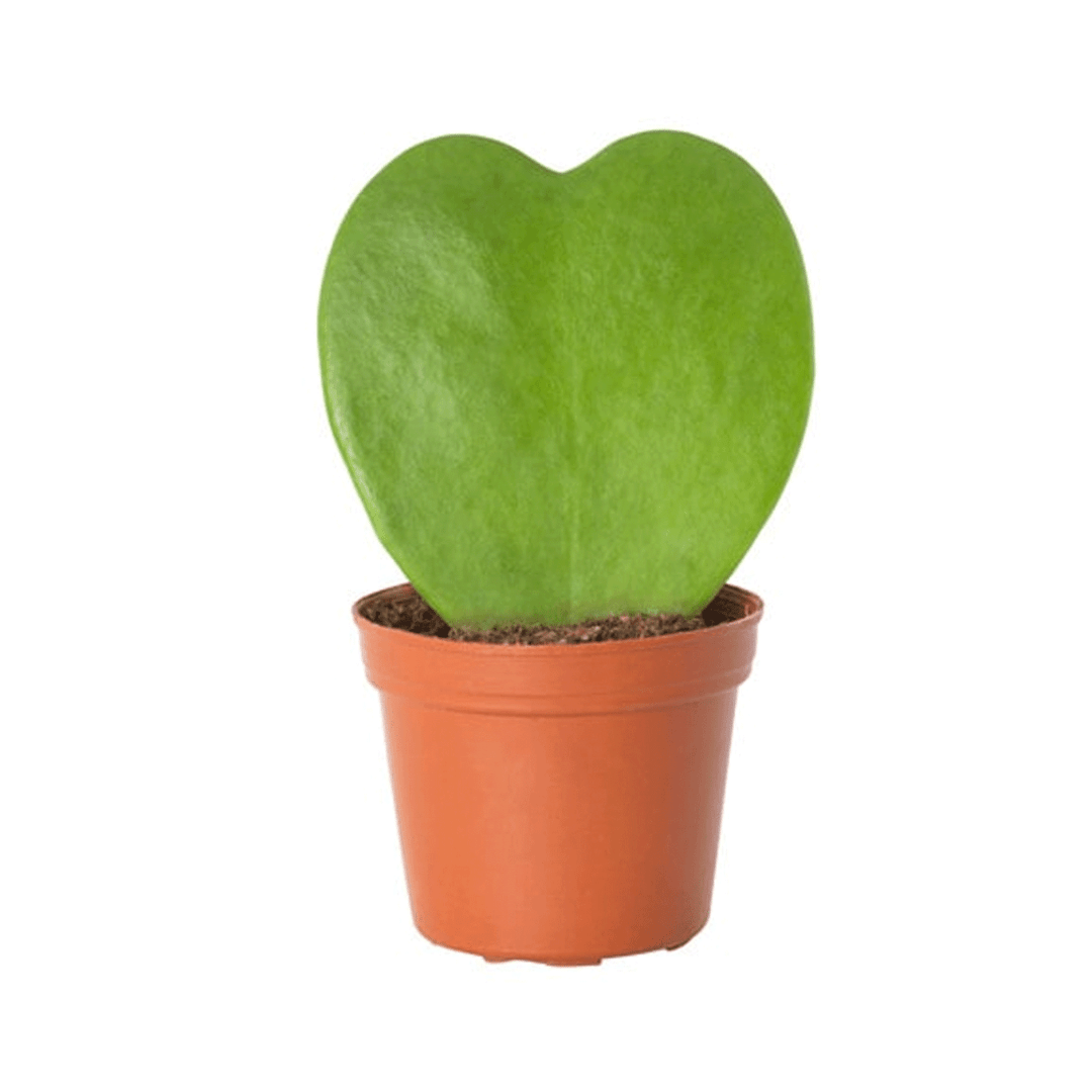 Mini Hoya