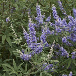 Arbre au poivre - Vitex