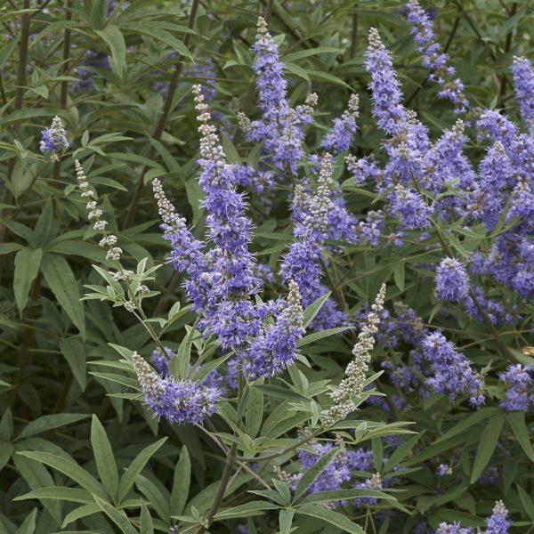 Arbre au poivre - Vitex