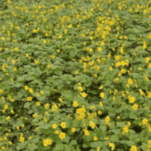 Waldsteinie, dès 5 pièces