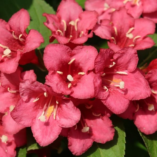 Weigela 'Bristol Ruby'