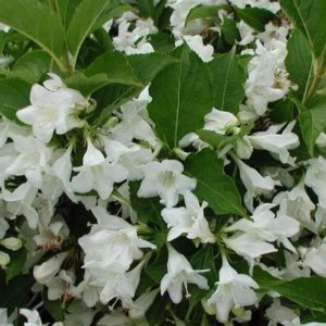 Weigela 'Candida'