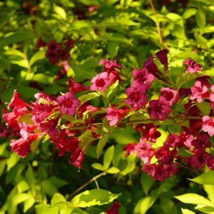 Weigela 'Red Prince'