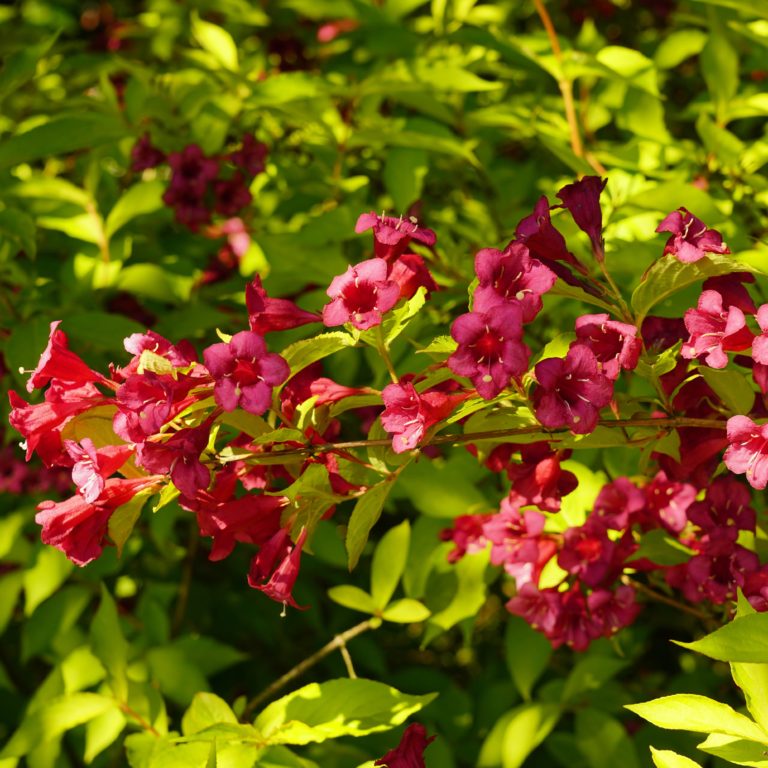 Weigela 'Red Prince'