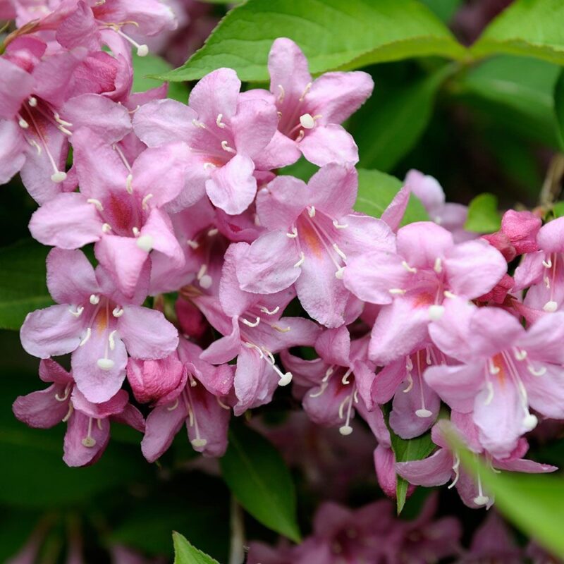 Weigela var. Rose