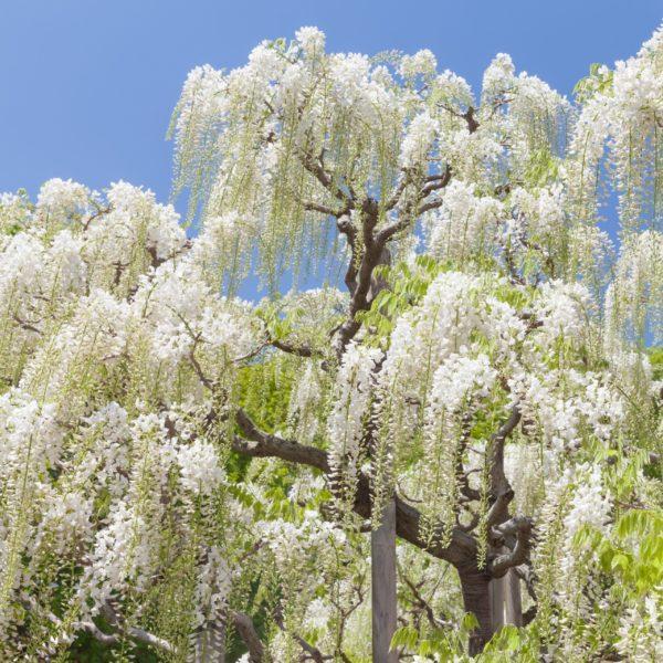 Glycine du Japon 'Shiro Noda' - Wisteria