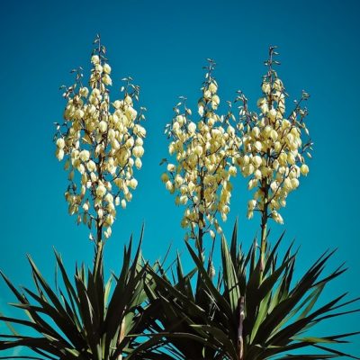 Yucca filamenteux