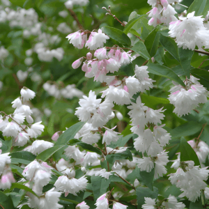 Deutzia scabra Plena -Bio Le Bourgeon