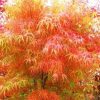 Erable du Japon 'Koto-no-ito' - Acer – Image 2
