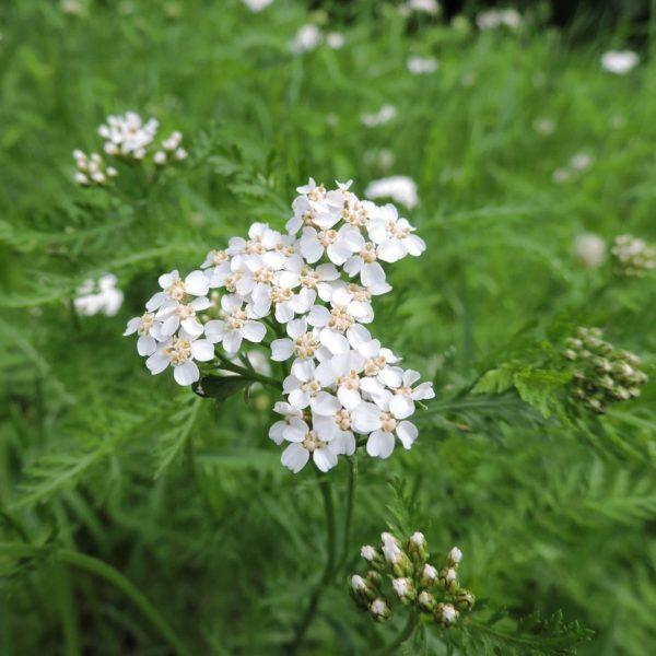 Achillée millefeuille - Achillea