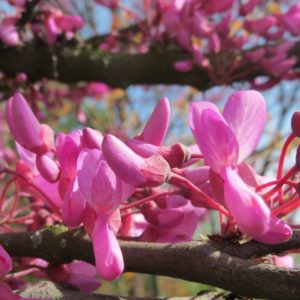 Arbre de Judée - Cercis- Bio Le Bourgeon