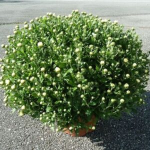 Chrysanthème blanc
