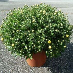 Chrysanthème jaune
