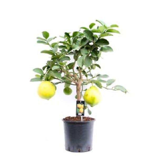 Citrus purscha - Citron Doux sur tige pot Diam. 22 cm.