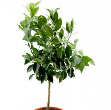 Oranger doux sur tige pot Diam. 22 cm.