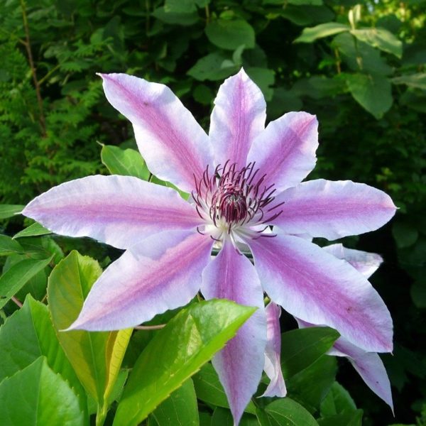 Clématite 'Nelly Moser' - Clematis