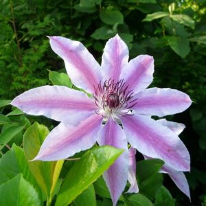 Clématite 'Nelly Moser' - Clematis