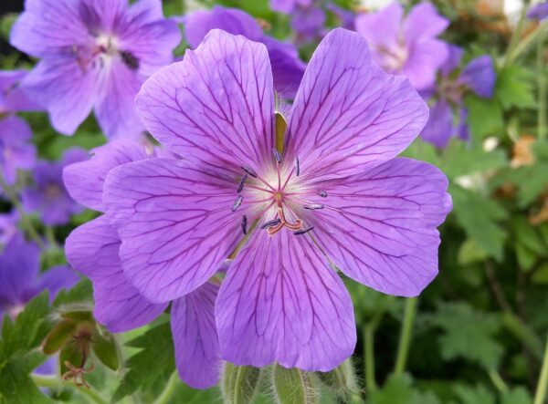 Géranium 'Rosemoor'