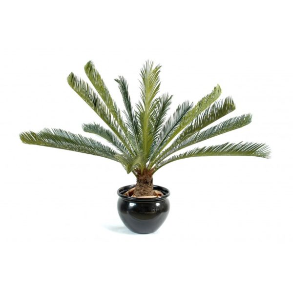 Cycas géant artificiel
