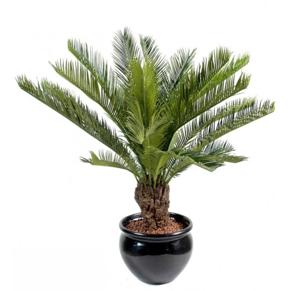 Cycas sur tronc artificiel