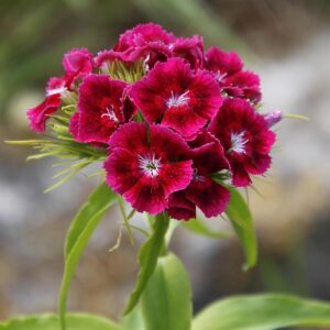 Œillet barbatus - Dianthus BIO